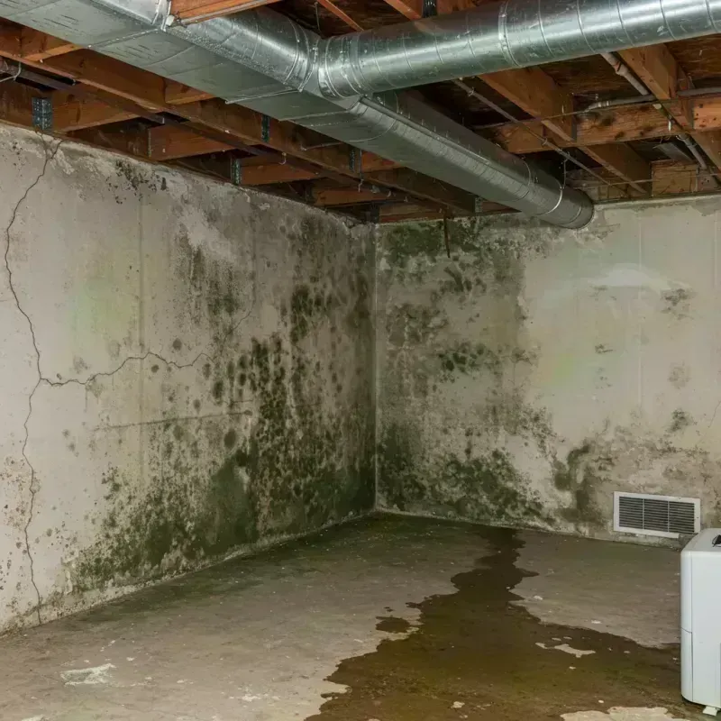 Professional Mold Removal in Haymarket, VA